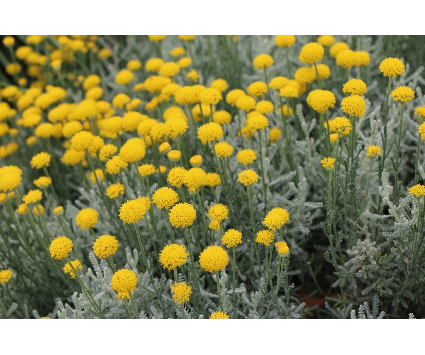 Lavender Cotton